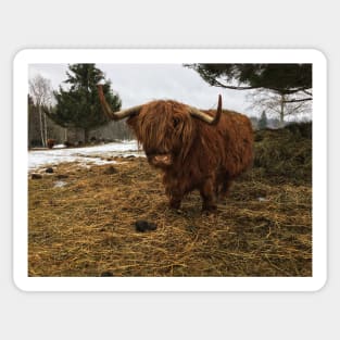 Scottish Highland Cattle Cow 2316 Sticker